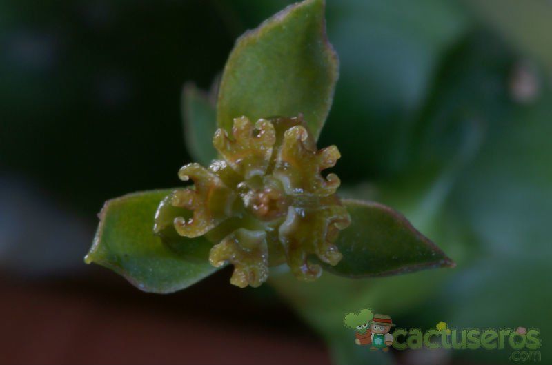 Una foto de Euphorbia ornithopus  