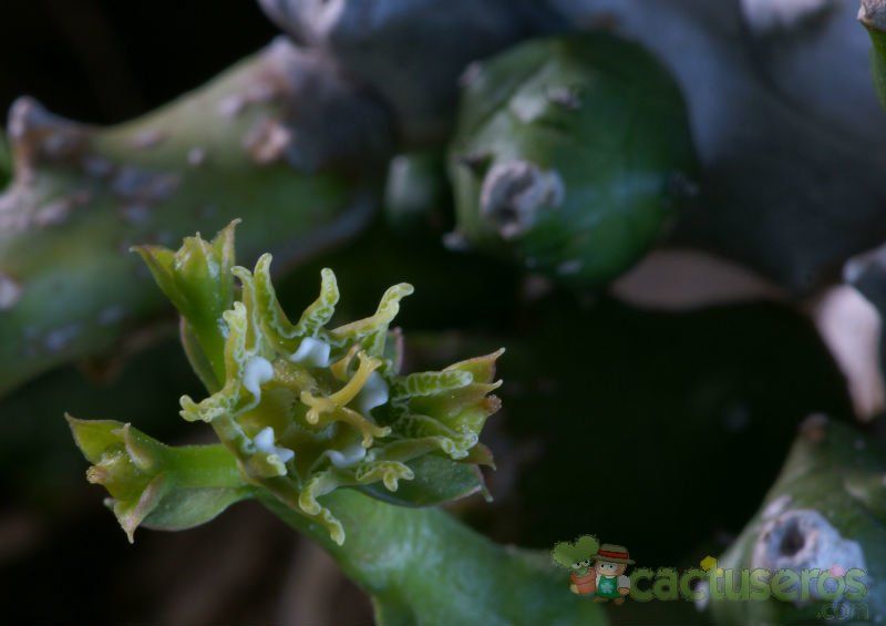 Una foto de Euphorbia ornithopus  
