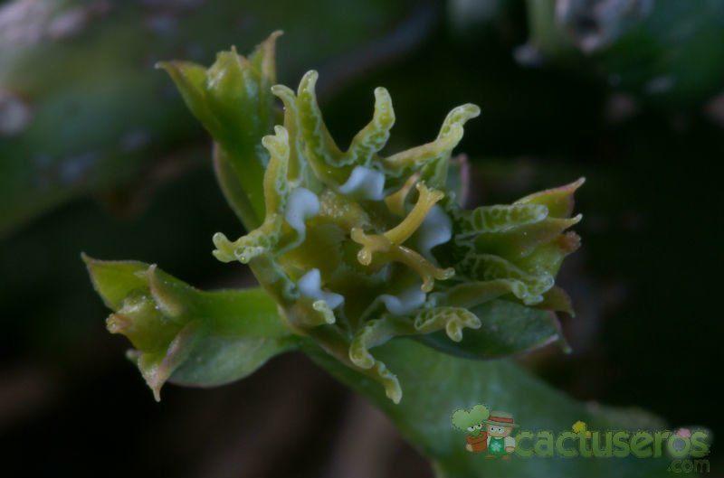 Una foto de Euphorbia ornithopus  