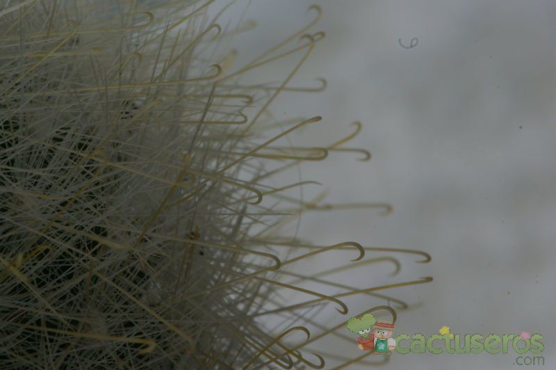 Una foto de Mammillaria senilis