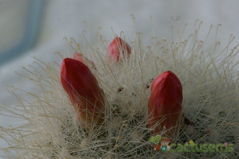 Una foto de Mammillaria senilis