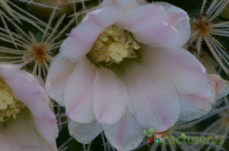 Una foto de Mammillaria schiedeana ssp. giselae