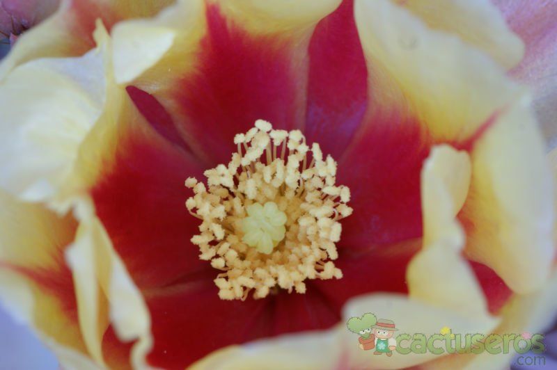 Una foto de Opuntia macrocentra