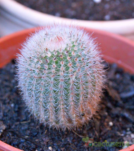 A photo of Parodia scopa