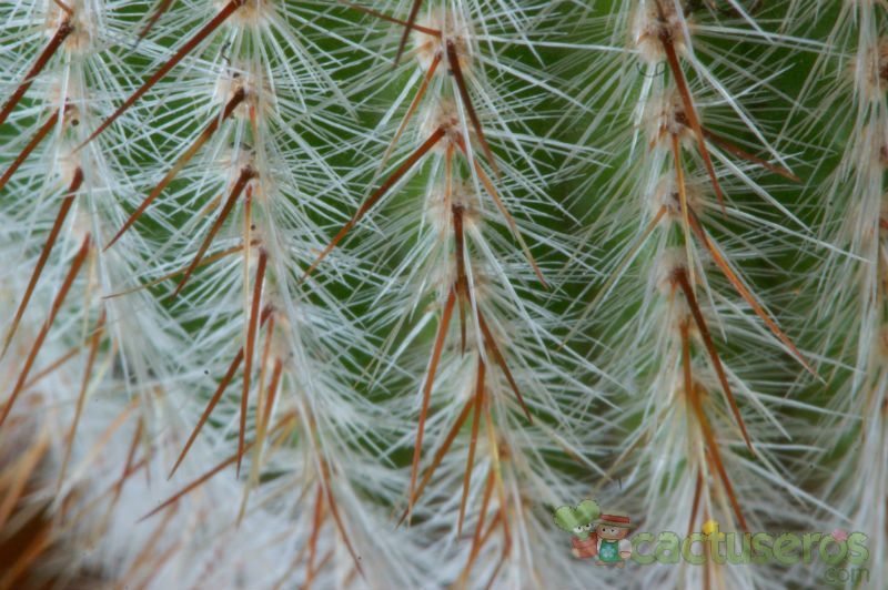 A photo of Parodia scopa