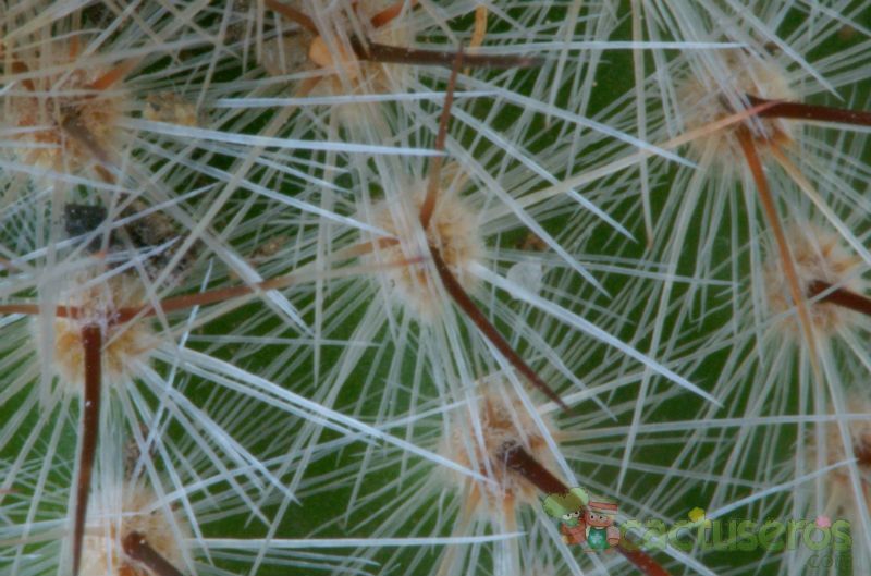 A photo of Parodia scopa