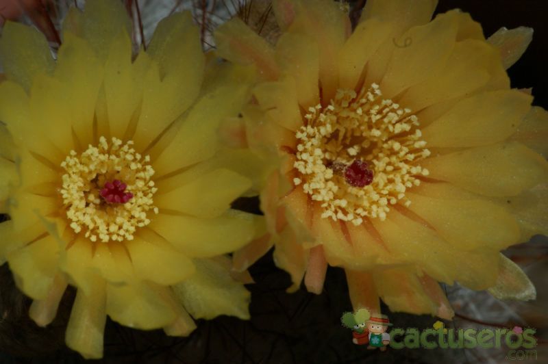 A photo of Parodia scopa