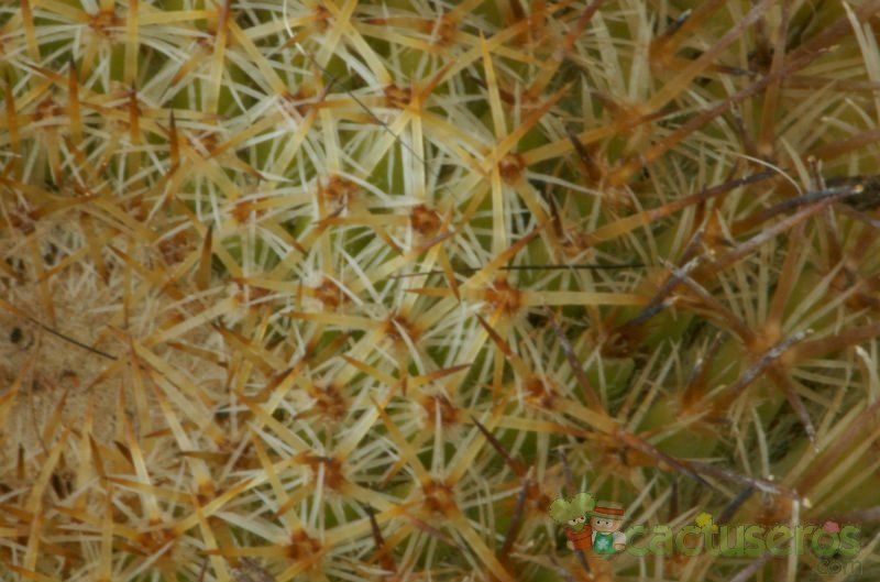 A photo of Mammillaria dixanthocentron