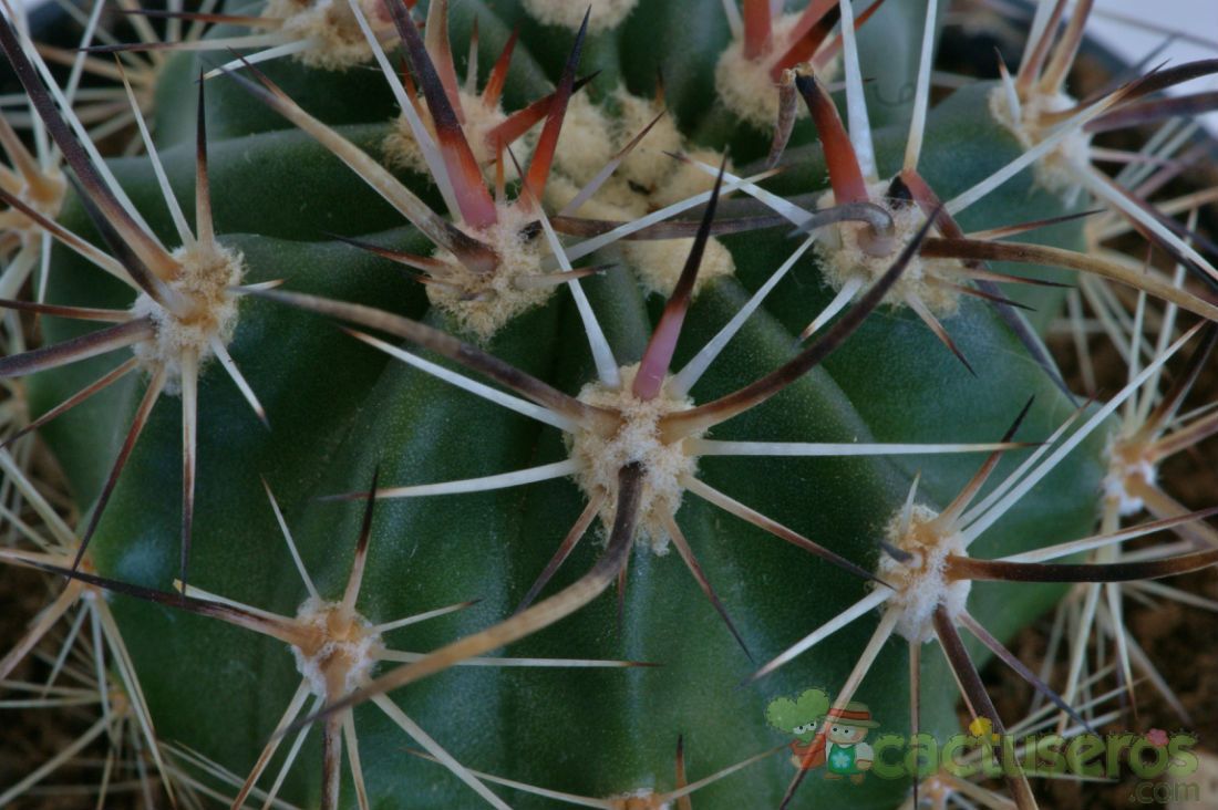 A photo of Echinocereus ferreirianus