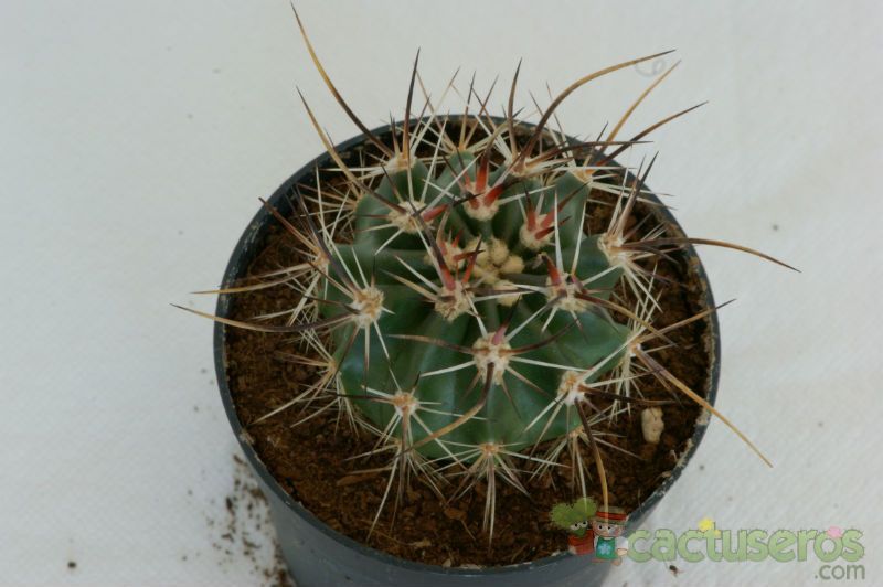 A photo of Echinocereus ferreirianus