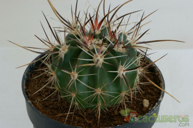 A photo of Echinocereus ferreirianus