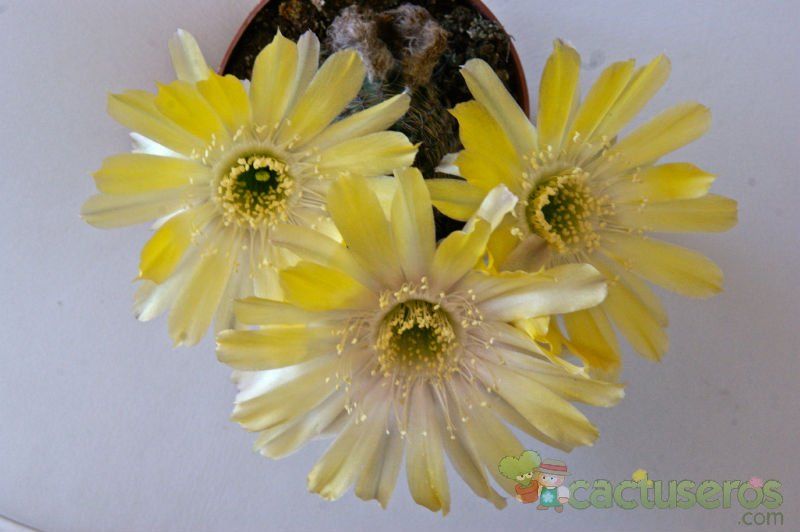 Una foto de Echinopsis densispina