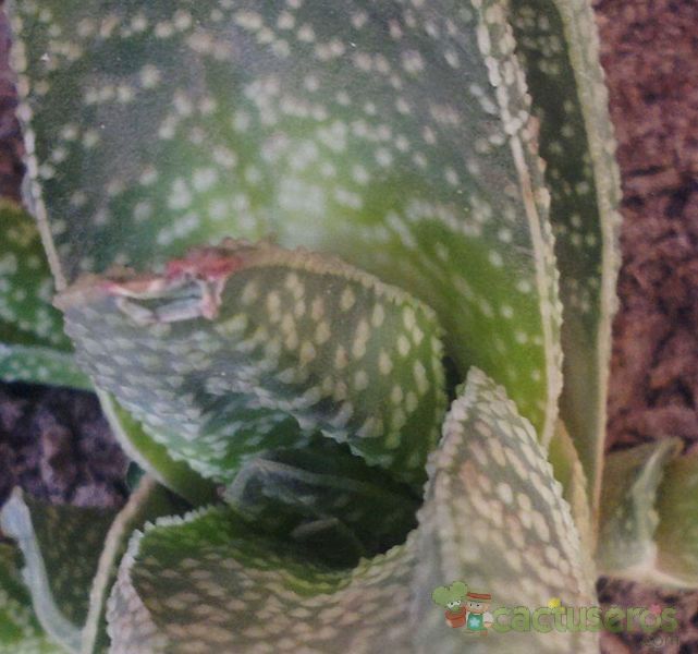 A photo of Gasteria carinata var. verrucosa