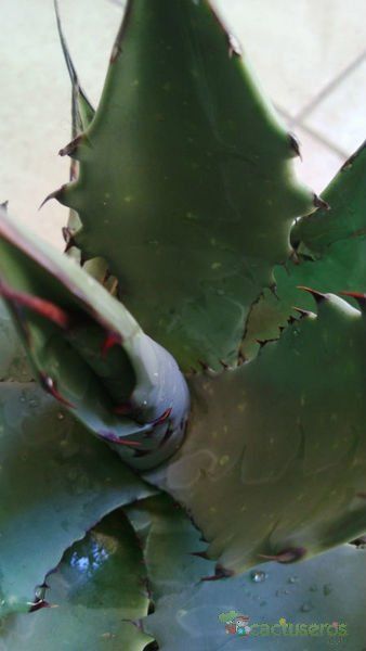 A photo of Agave durangensis
