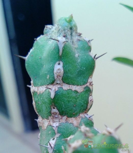 A photo of Euphorbia makallensis