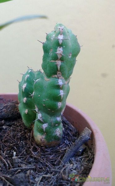 A photo of Euphorbia makallensis