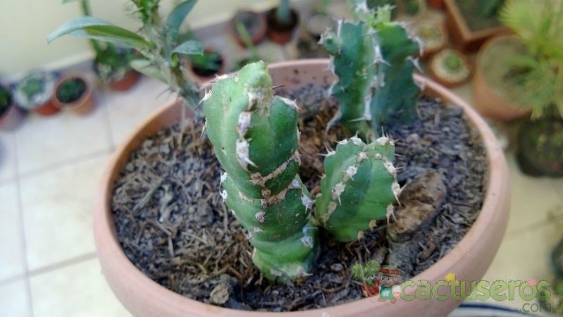A photo of Euphorbia makallensis