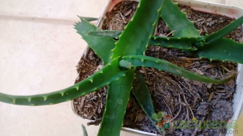A photo of Aloe arborescens