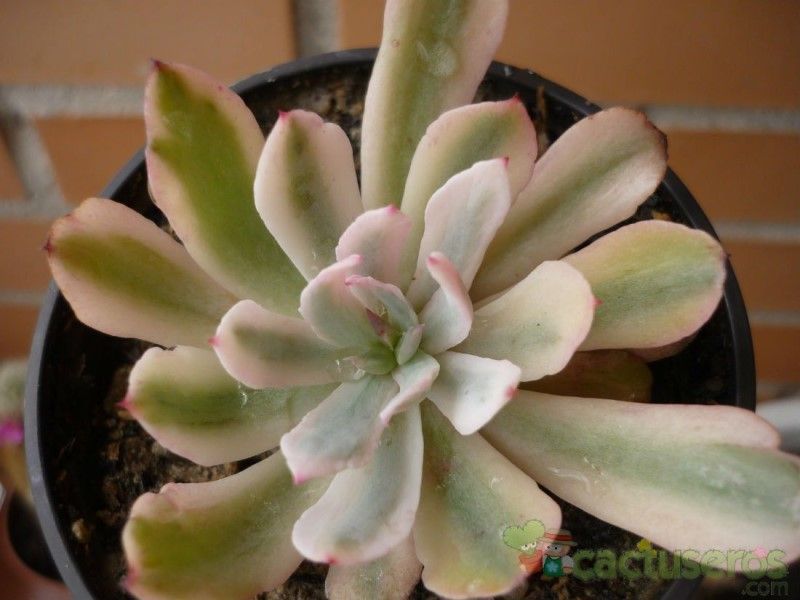 Una foto de Echeveria zahnii cv. Hoveyi