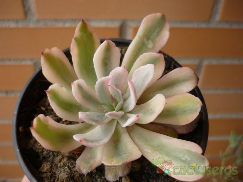 Una foto de Echeveria zahnii cv. Hoveyi