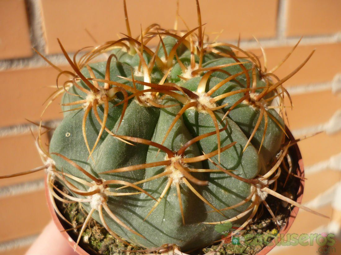 Una foto de Denmoza rhodacantha