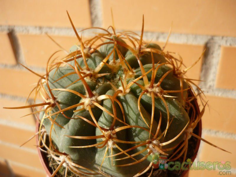 Una foto de Denmoza rhodacantha
