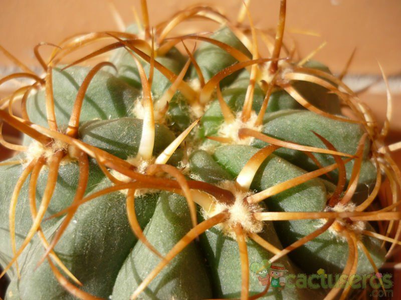 Una foto de Denmoza rhodacantha