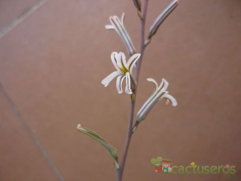 Una foto de Haworthia fasciata cv. concolor