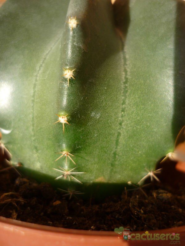 Una foto de Echinocereus subinermis