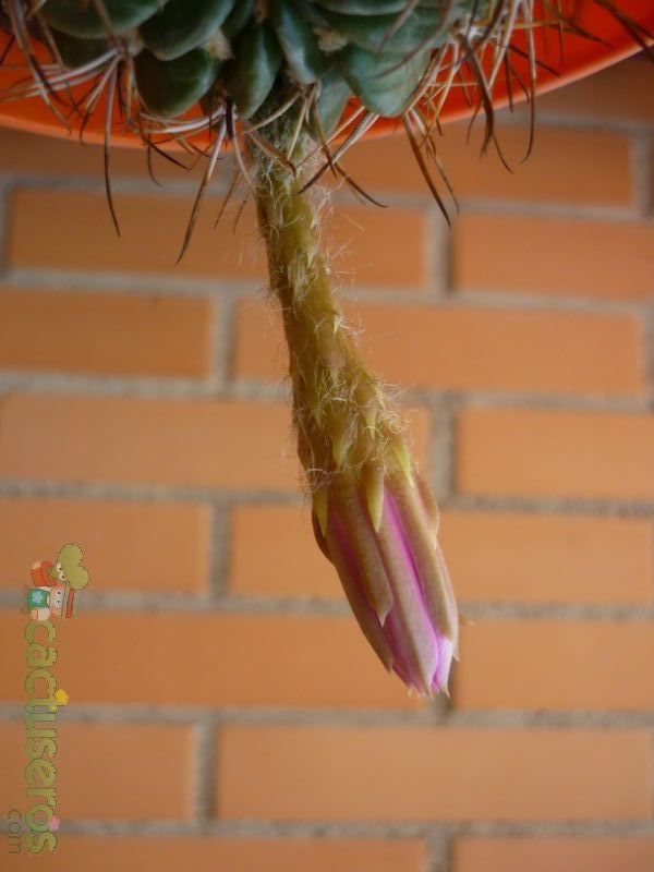 A photo of Echinopsis ancistrophora subsp. cardenasiana