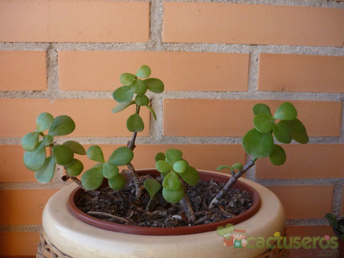 Una foto de Portulacaria afra