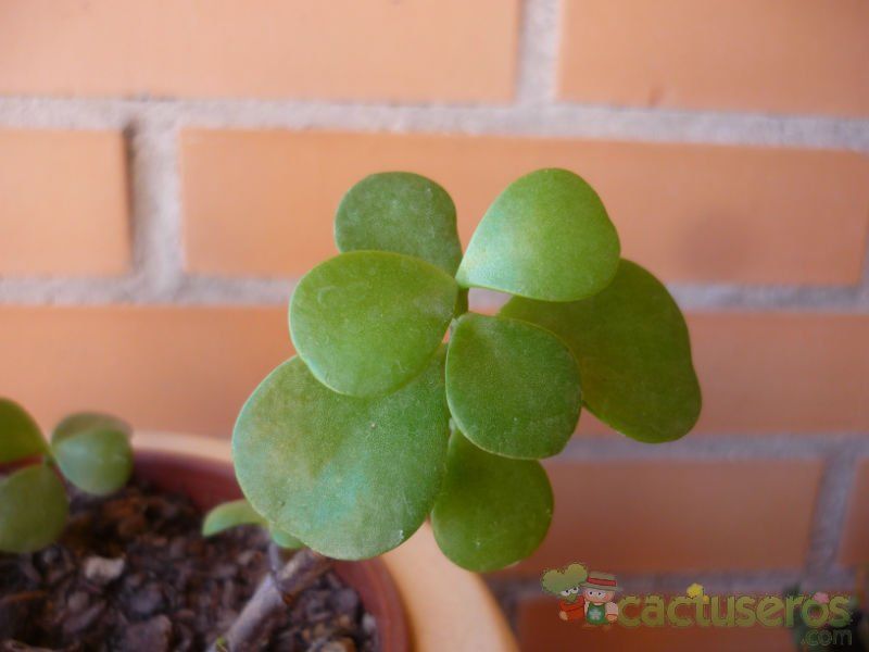 Una foto de Portulacaria afra