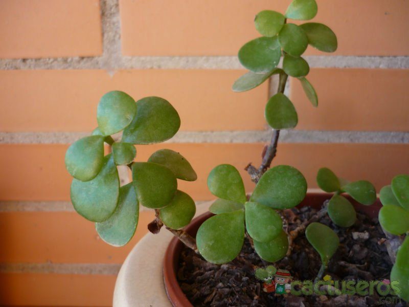 Una foto de Portulacaria afra