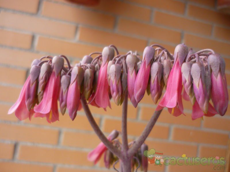 A photo of Bryophyllum x houghtonii