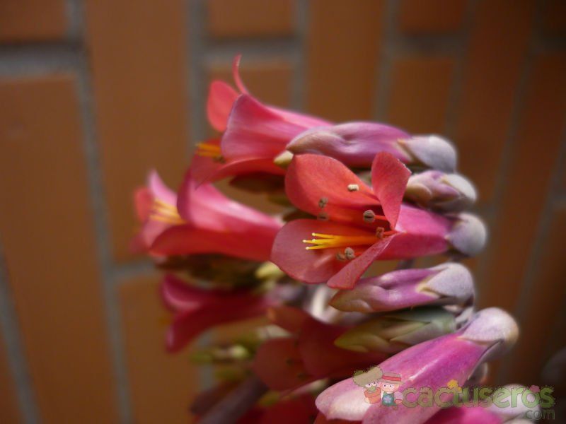 A photo of Bryophyllum x houghtonii