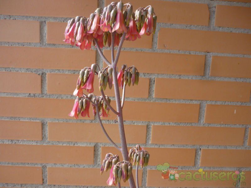 A photo of Bryophyllum x houghtonii