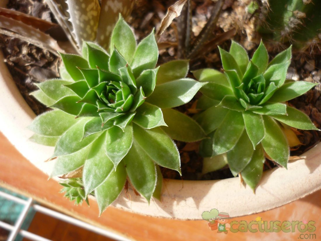 Una foto de Sempervivum tectorum