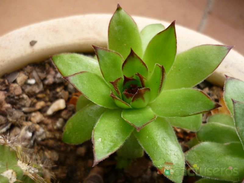 Una foto de Sempervivum tectorum