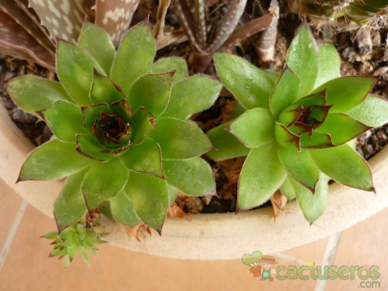 Una foto de Sempervivum tectorum