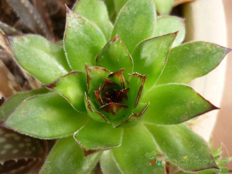 Una foto de Sempervivum tectorum