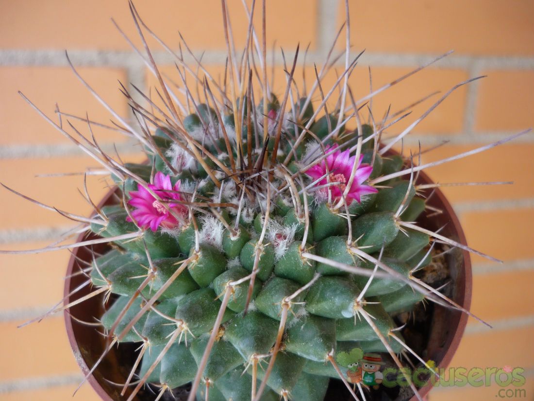 Una foto de Mammillaria compressa ssp centralifera