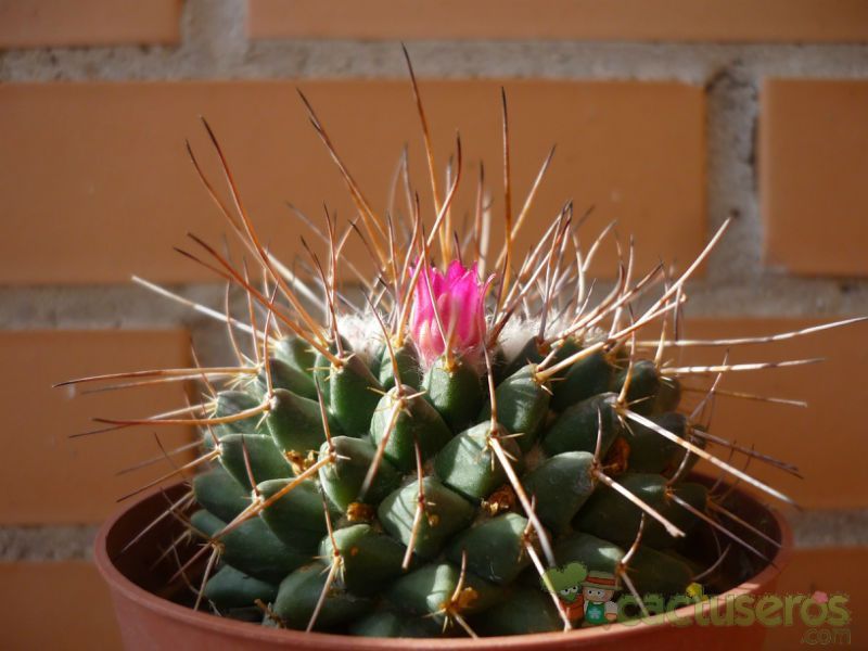 Una foto de Mammillaria compressa ssp centralifera