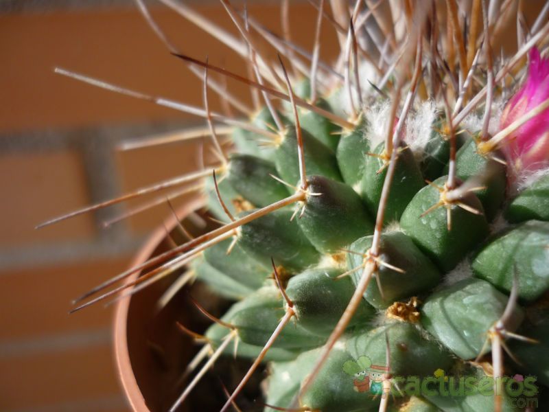 Una foto de Mammillaria compressa ssp centralifera