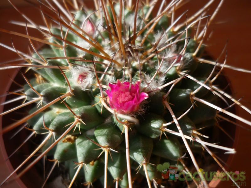 Una foto de Mammillaria compressa ssp centralifera