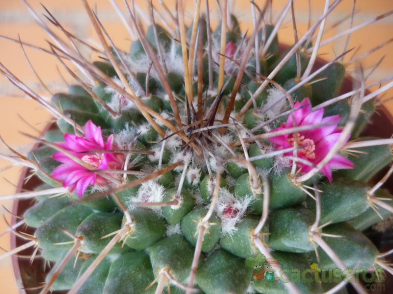 Una foto de Mammillaria compressa ssp centralifera