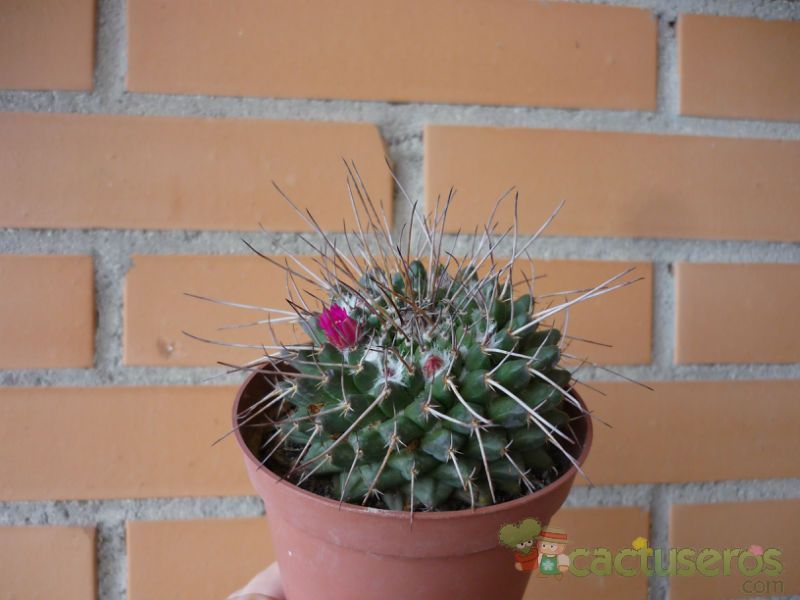 Una foto de Mammillaria compressa ssp centralifera