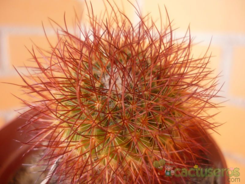 Una foto de Mammillaria spinosissima ssp. spinosissima