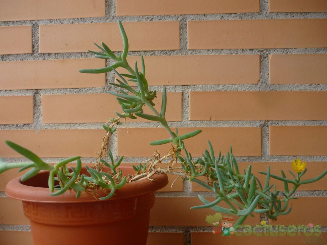 Una foto de Malephora lutea  