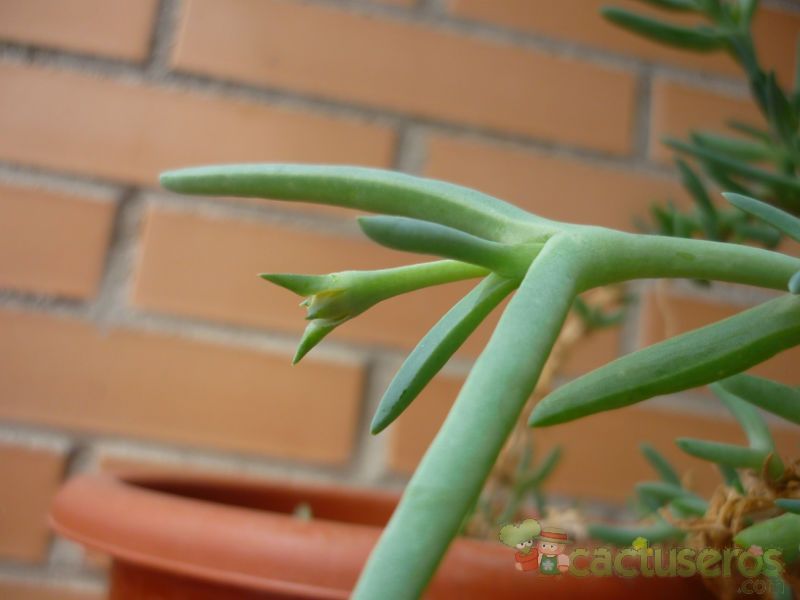 Una foto de Malephora lutea  