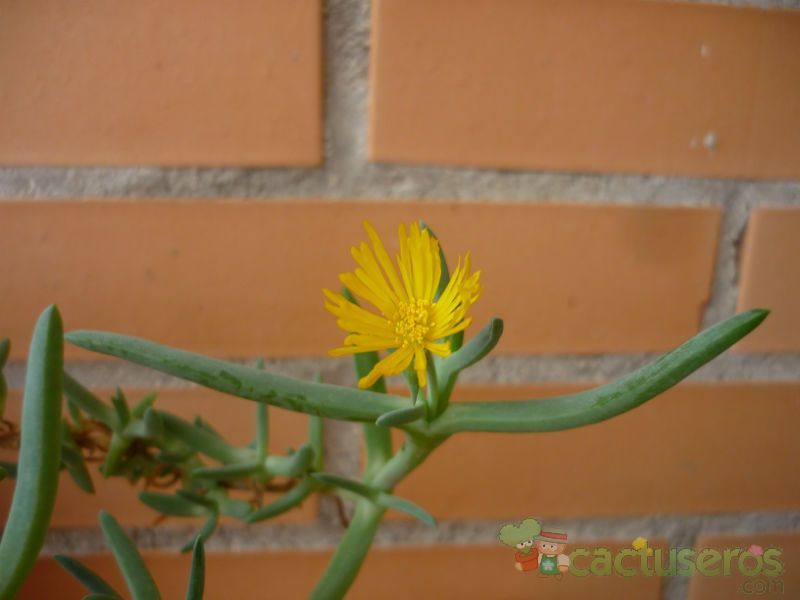 Una foto de Malephora lutea  